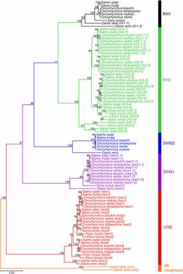 An EvoDevo Study of Salmonid Visual Opsin Dynamics and Photopigment Spectral Sensitivity